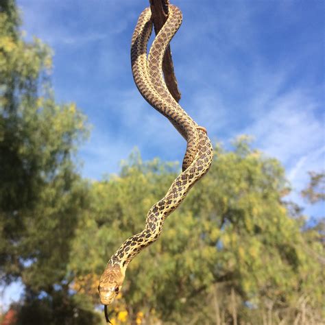 Baby Gopher Snake on the coast – MagentaRaven