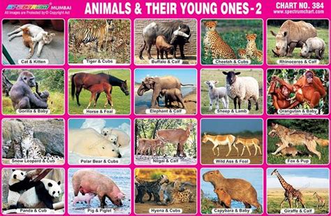 Animals And Their Young Ones Chart