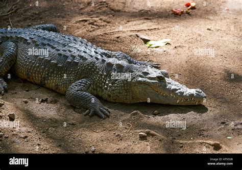 Crocodile in Mexico Riviera Maya on soil Stock Photo - Alamy