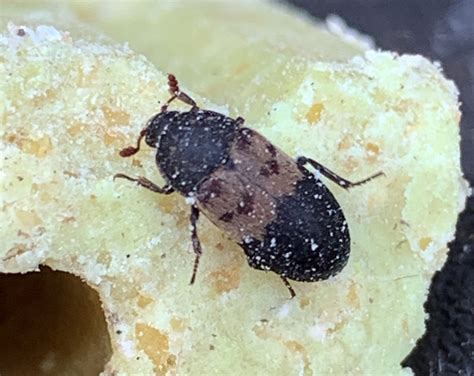 What Are Larder Beetles? • Pest-Tech • Store Product Pest