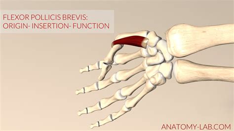 Flexor Pollicis Brevis Origin And Insertion