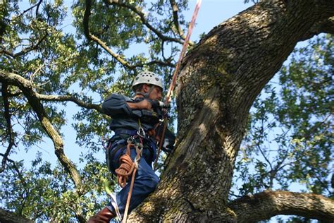 The Purpose of Tree Disease Control - Common Symptoms and Treatments | PurposeOf