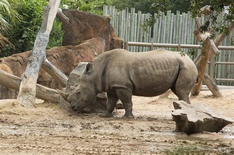 Houston Zoo - See How The Animals Living Together