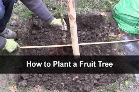 How to Plant a Fruit Tree