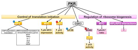 Individual Subunits That Make Up Dna And Rna - Mugeek Vidalondon