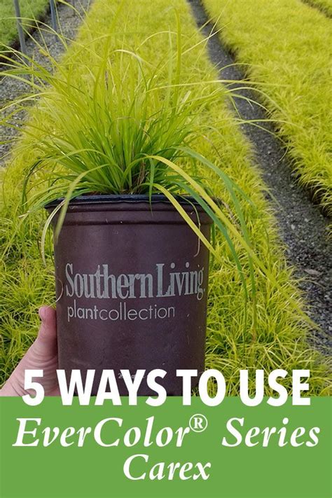 Five Ways to Use Carex - Southern Living Plants in 2023 | Southern ...