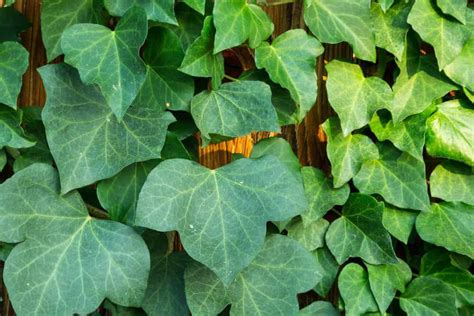 15 Different Types of Ivy (Plus Essential Facts)