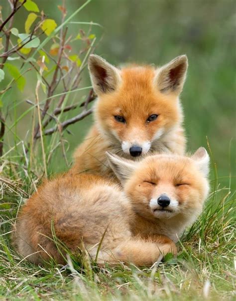 Red fox pups | ~Friends~ | Pinterest