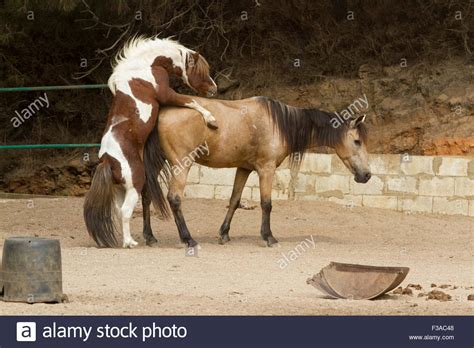 Beirut Lebanon. 3rd October 2015. Arabian horse attempting to mate a Stock Photo, Royalty Free ...