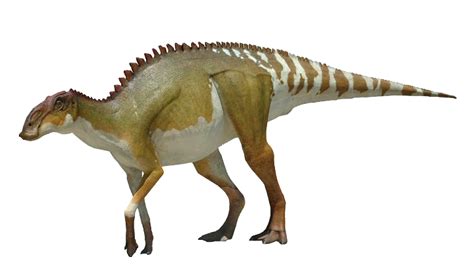 Brachylophosaurus | Dinosaur Wiki | FANDOM powered by Wikia