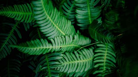 24 Fern Wallpapers - Wallpaperboat