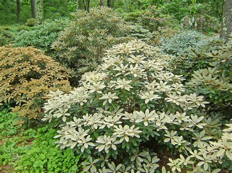 Rhododendrons with Attractive Foliage — Enchanted Gardens