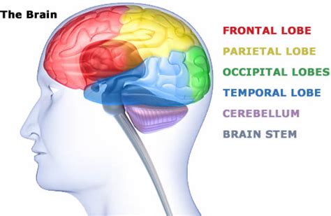 Symptoms Of Brain Injury | Northern Brain Injury Association | BC