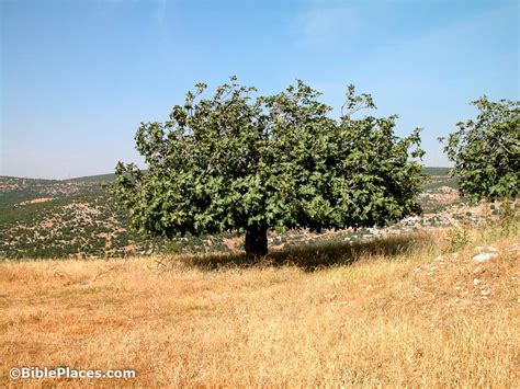 The Tree and Its Fruit