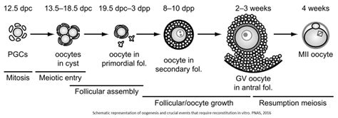 Laboratory technique recapitulates all stages of egg cell development – Science Mission