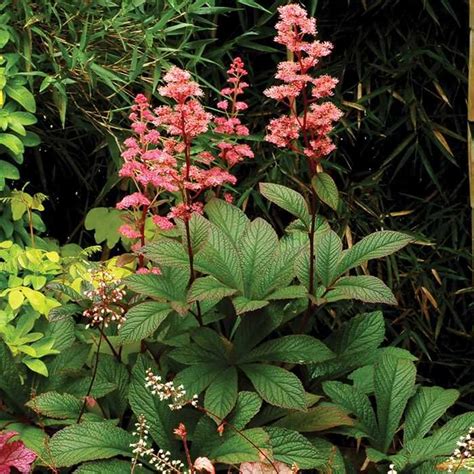 Bronze Peacock Rodgersia | Shade garden plants, Bog plants, Shade plants