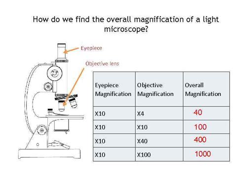 Cell Size Microscope Measurement How big is