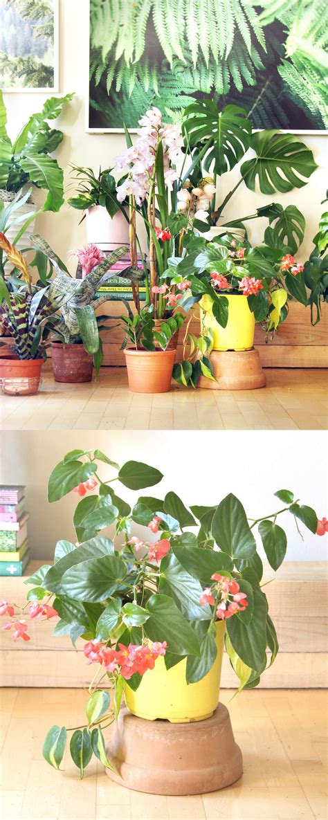 18 Most Beautiful Indoor Plants ( & 5 Easy Care Tips! ) - A Piece Of ...