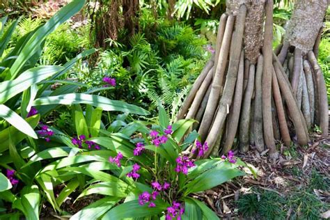 Florida Botanical Gardens - Largo, FL - My Cornacopia