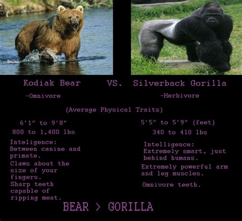 Grizzly Bear Fighting A Gorilla