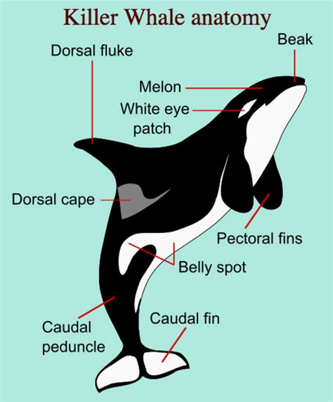 Killer Whales: Interesting and Fun Facts, Videos, Photos, and Links About Orcas | HubPages