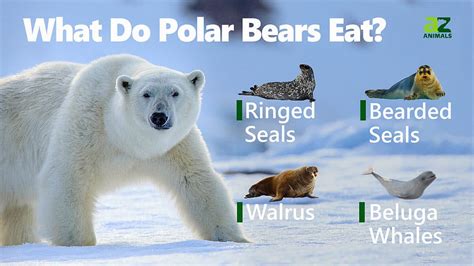 What Do Polar Bears Eat In The Arctic