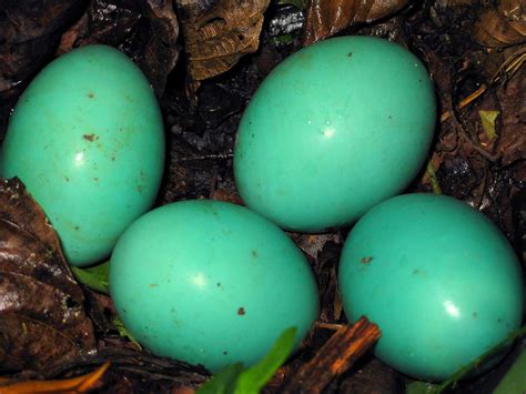 8 Natural Bird Eggs That Are More Spectacular Than Dyed