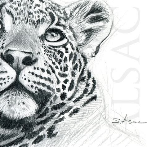 Leopard Drawing | ubicaciondepersonas.cdmx.gob.mx