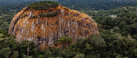 Wildlife-loving Gabon minister seeks to stamp out illegal logging ...