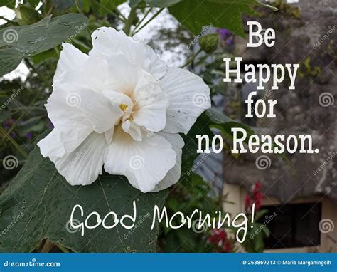 Morning Inspirational Quote - Be Happy for No Reason. Good Morning ...