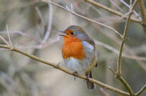 Ireland's Top 20 + Garden Birds - Irish Garden Birds