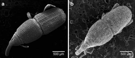 SEM images of a control and b nanosilica-treated Sitophilus oryzae ...