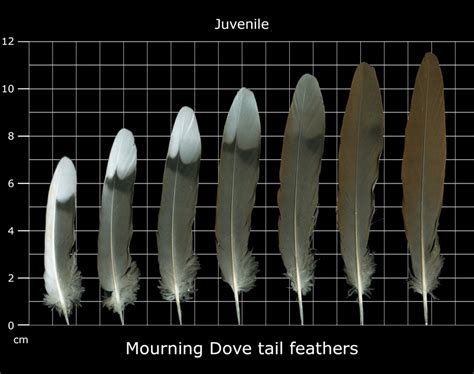 The Feather Atlas - Feather Identification and Scans - U.S. Fish and Wildlife Service Forensics ...