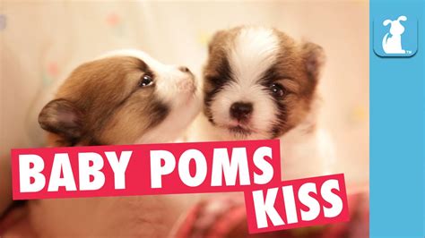 Tiny Pom Puppies Kiss Each Other - Puppy Love - YouTube