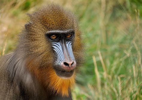 Fotos gratis : naturaleza, fauna silvestre, Zoo, retrato, marrón, mamífero, amarillo, mono ...