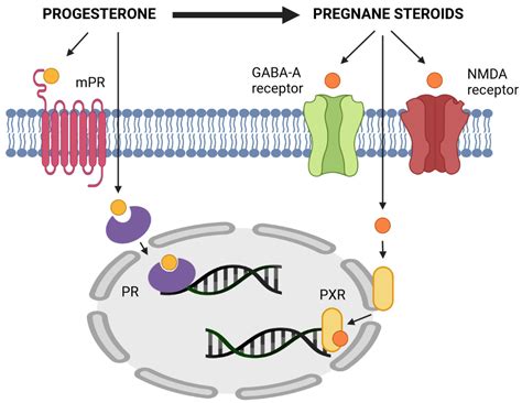 IJMS | Free Full-Text | Progesterone: A Steroid with Wide Range of Effects in Physiology as Well ...