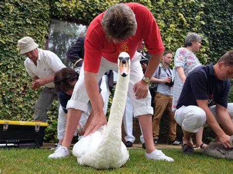 'Swan Upping': Inside the 800-year-old British tradition of catching swans for the Queen - 2017 ...