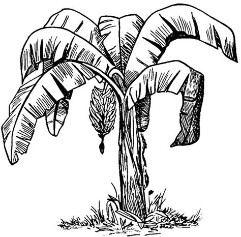 Sketch of Banana Bunch Coloring Pages | Sketches, Plant sketches, Ink ...