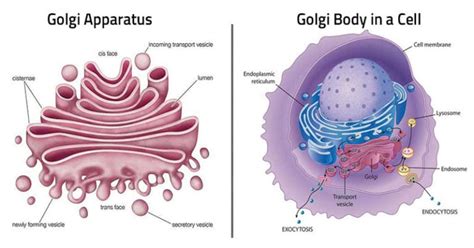 Golgi Apparatus: Definition, Structure, Functions