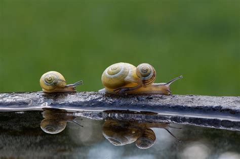 Insect Photography - 18 Beautiful and Creatively Taken Photos of Snails