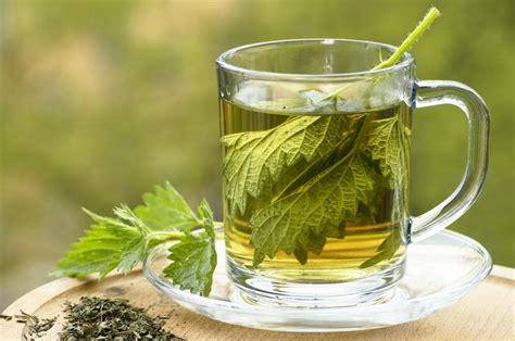 What are the Health Benefits of Nettle Tea? (with pictures)