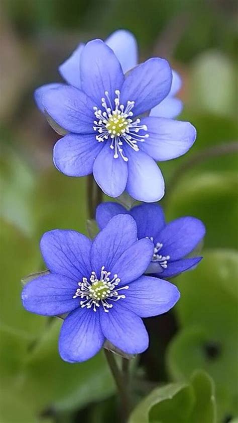 Purple-blue flowers | 아름다운 꽃 사진, 희귀한 꽃, 꽃 사진