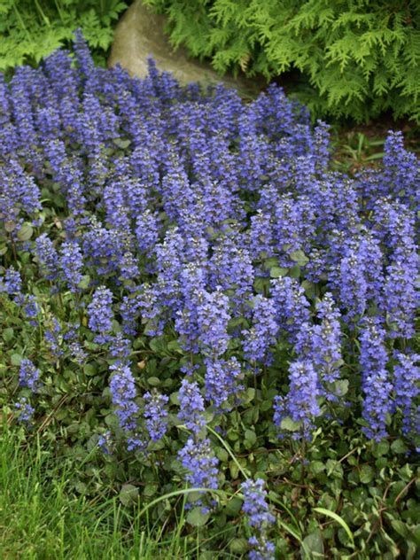 Ajuga Bronze Beauty | Bluestone Perennials