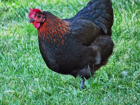 5 Best Laying Hens for Your Backyard | From Home Wealth