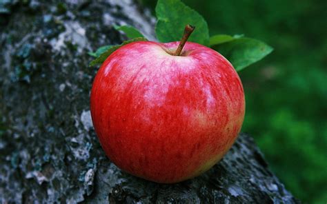 Red Apple Fruit Wallpapers - Wallpaper Cave