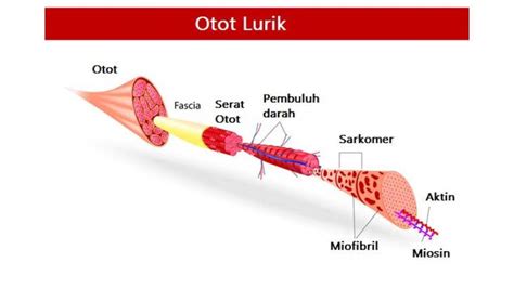 Ciri-Ciri Otot Lurik Lengkap dengan Pengertian dan Sifatnya - Bagian 3