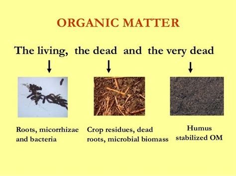 Soil organic matter pkm