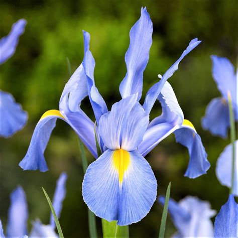 Dutch Iris Blue Diamond – Easy To Grow Bulbs