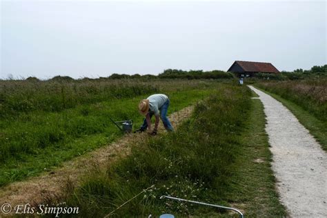 Rick Simpson Birding: A day out at Bempton Cliffs