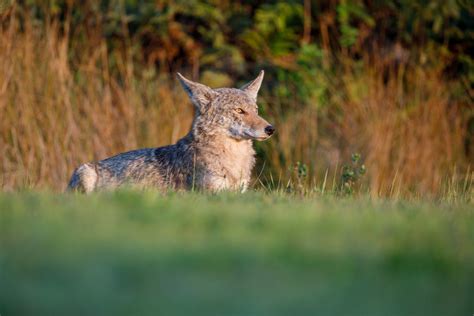 Best Primos Predator Calls - Best Coyote Calls